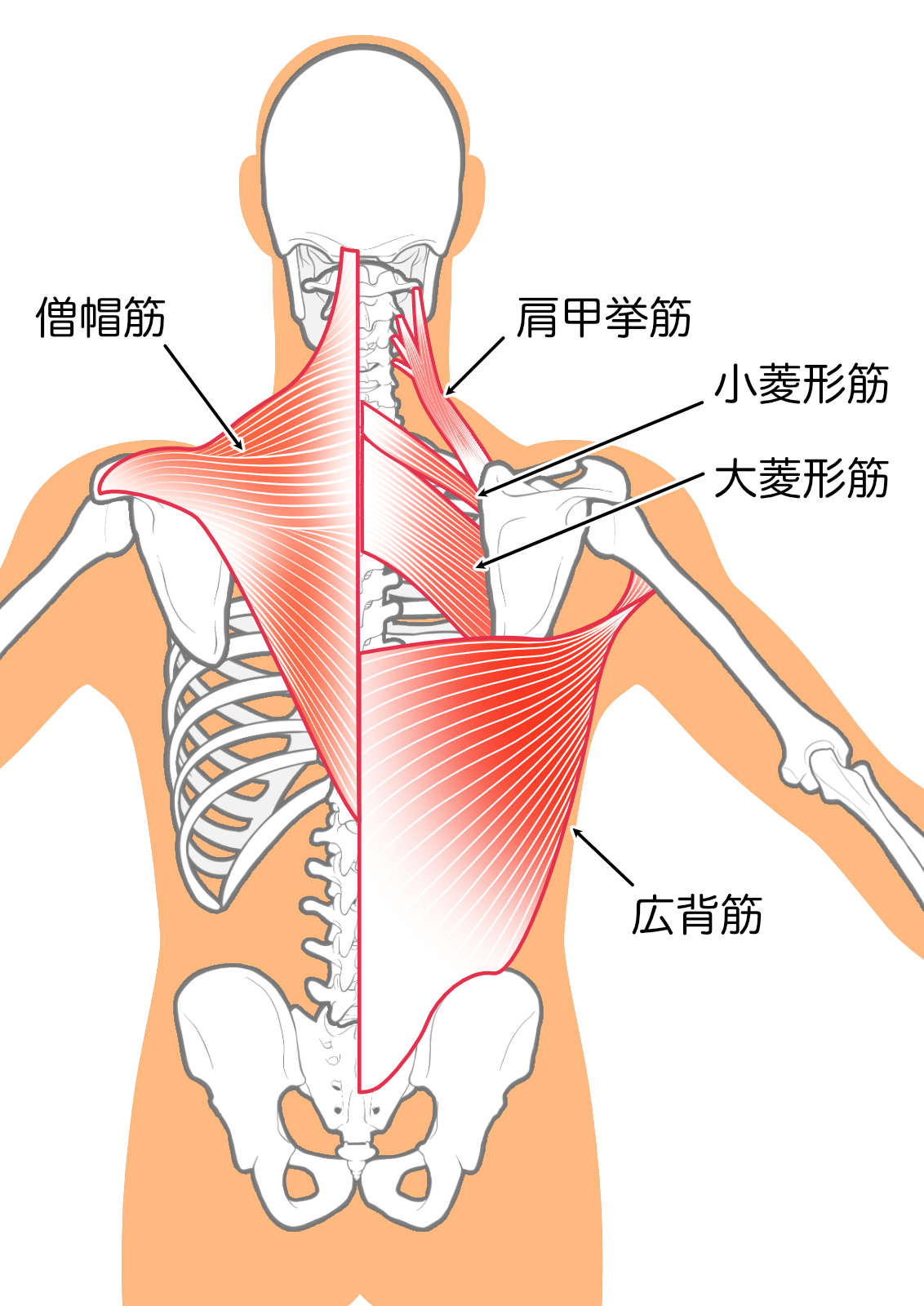 ぎっくり背中 原因